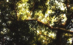 需求分析